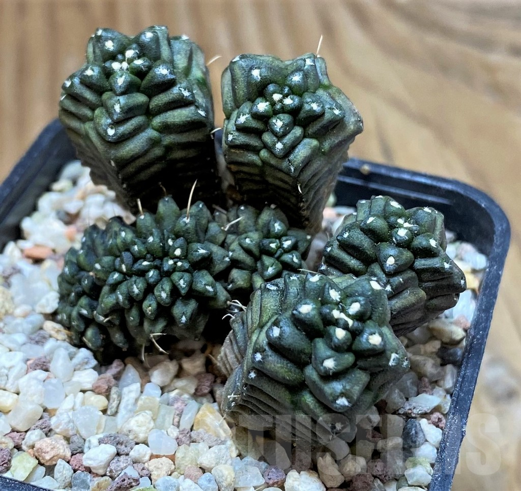 SH8830 Gymnocalycium mihanovichii 'Dark Fyori' - Image 2