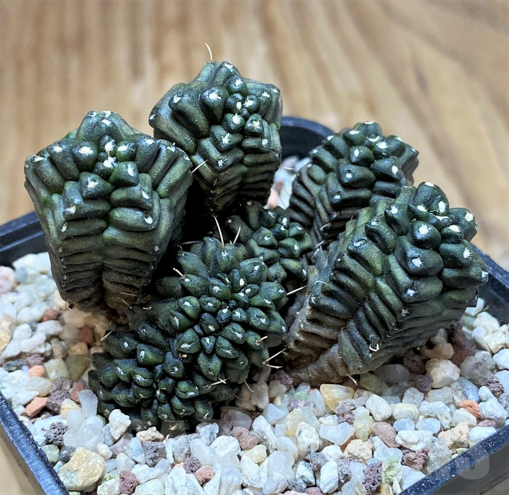 SH8830 Gymnocalycium mihanovichii 'Dark Fyori'