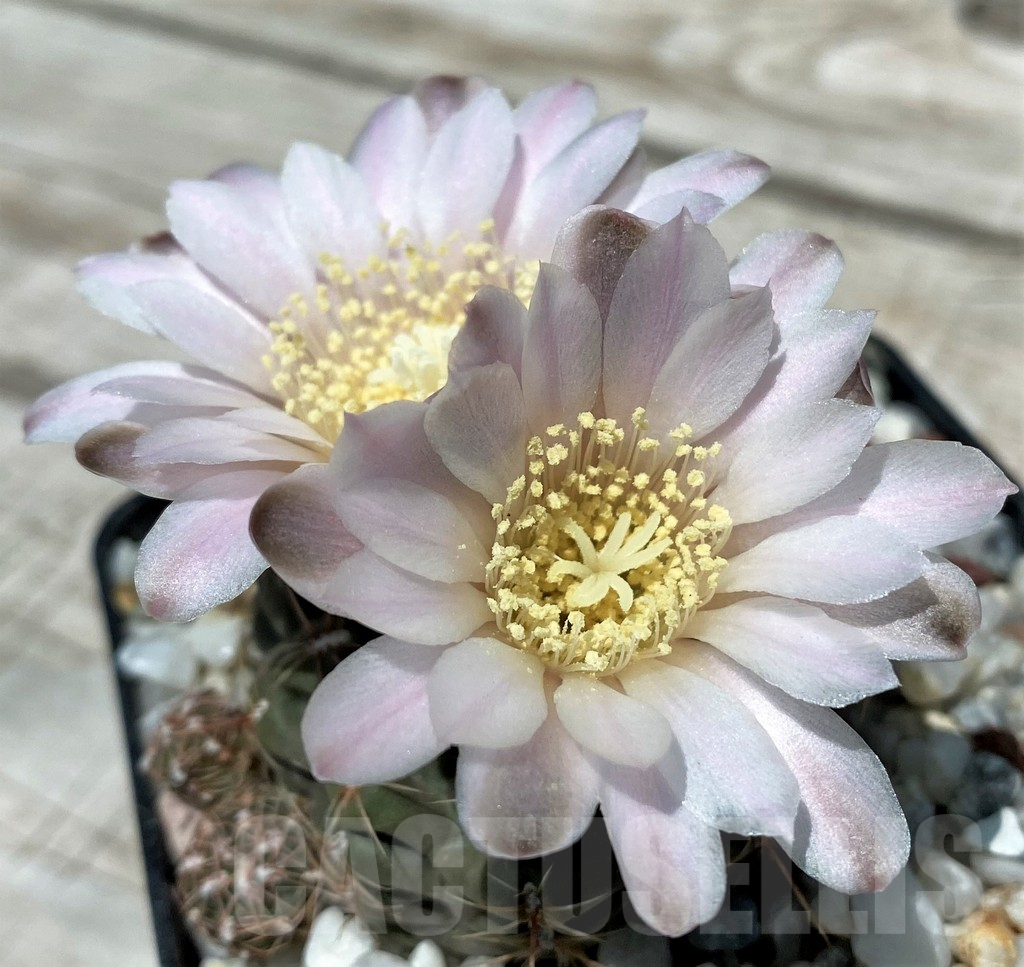 SH8820 Gymnocalycium bruchii v. brigittae LB987