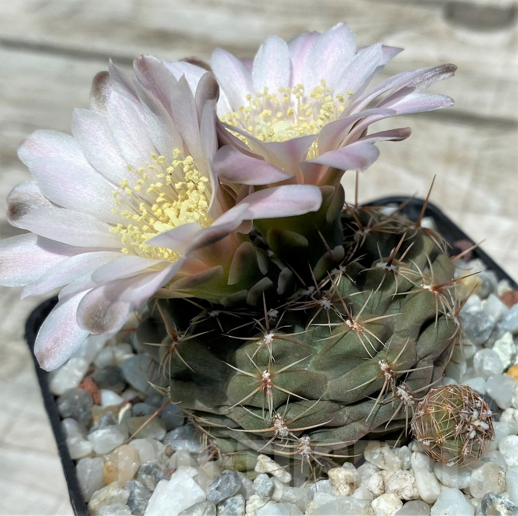 SH8820 Gymnocalycium bruchii v. brigittae LB987 - Image 3