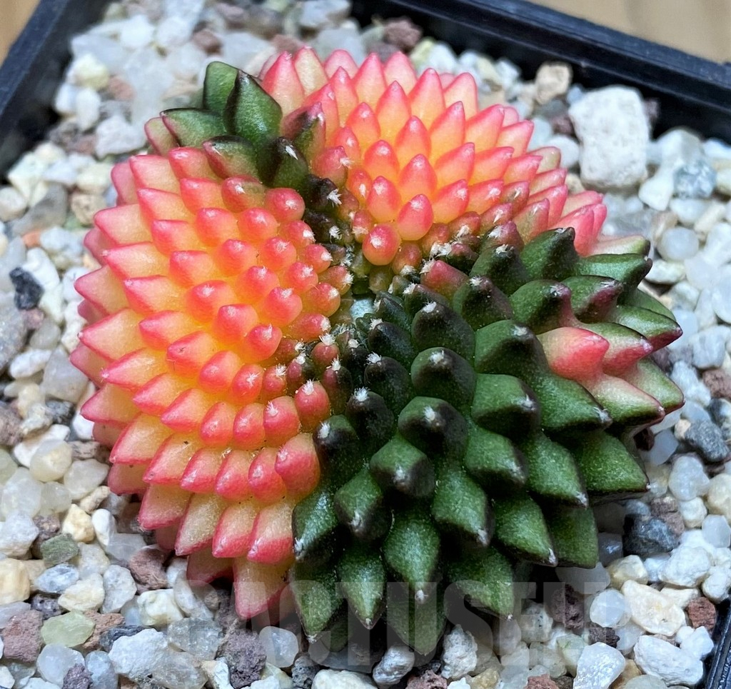 SH8839 Gymnocalycium mihanovichii 'inermis' variegata f. cristata - Image 2