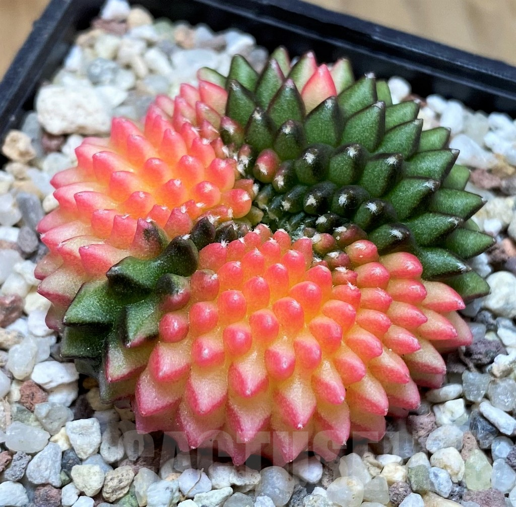 SH8839 Gymnocalycium mihanovichii 'inermis' variegata f. cristata