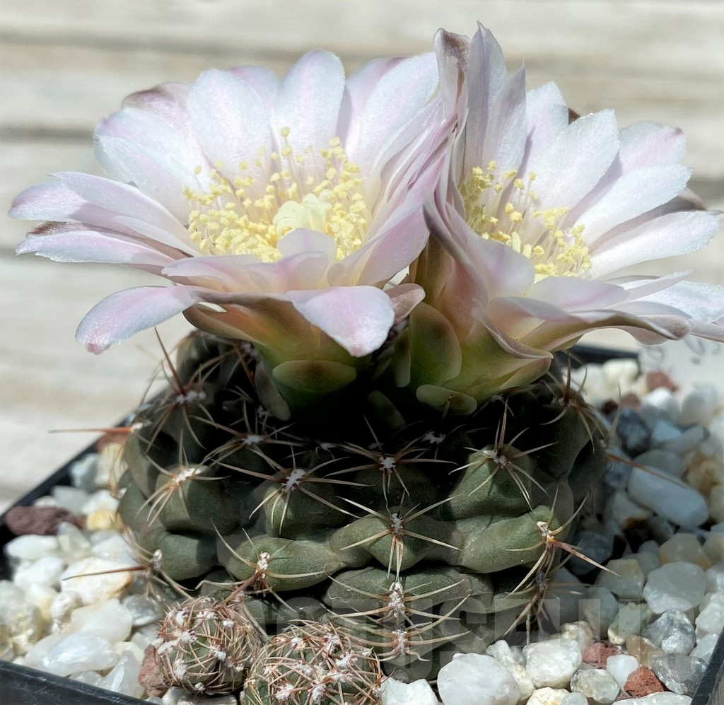 SH8820 Gymnocalycium bruchii v. brigittae LB987 - Image 2