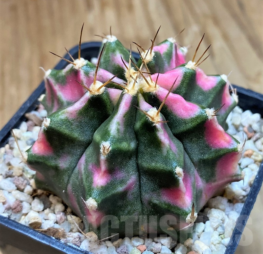 SH8843 Gymnocalycium mihanovichii ‘Pink Diamond' - Image 2