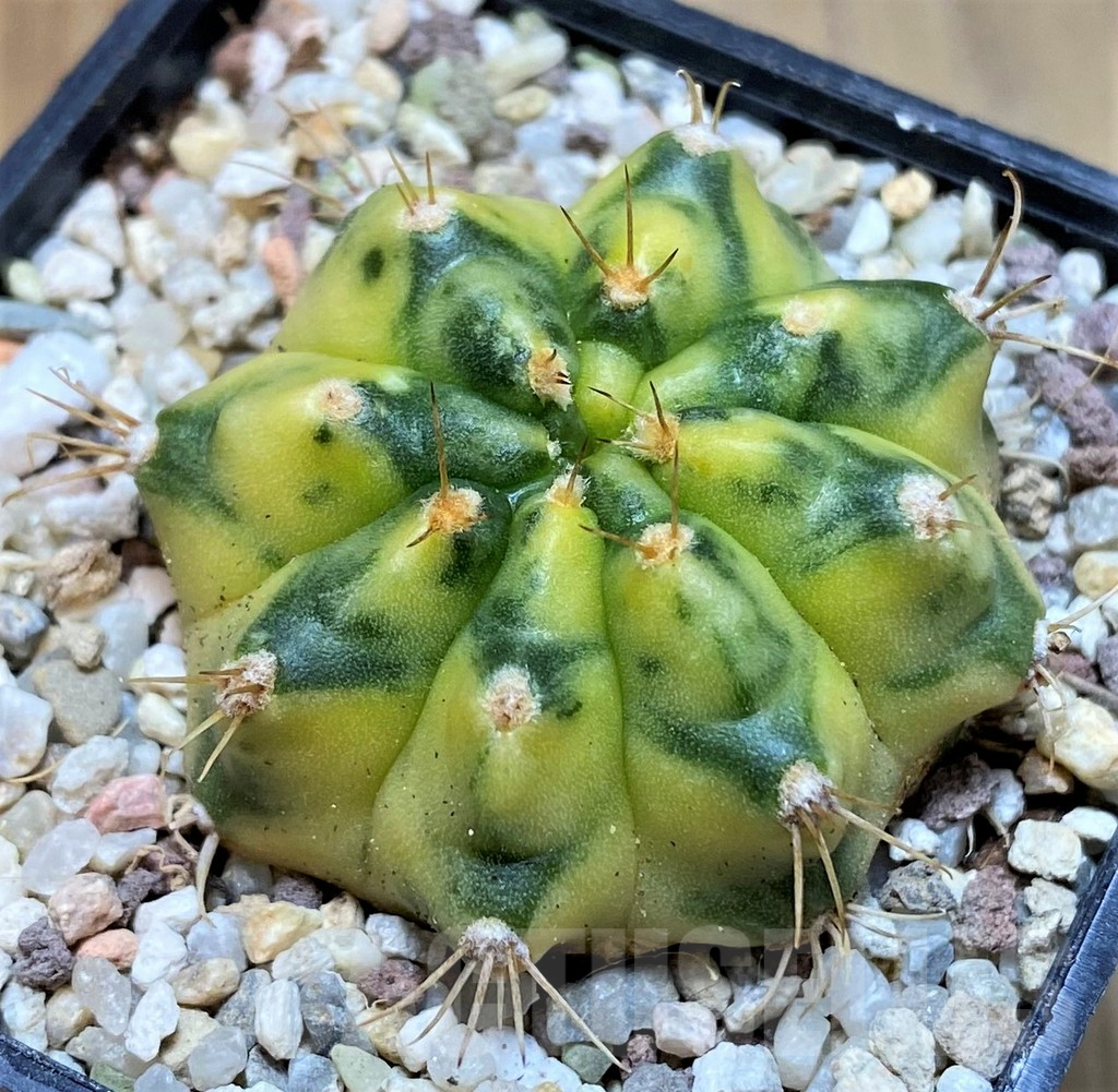 SH8844 Gymnocalycium mihanovichii 'Moon Light' - Image 2