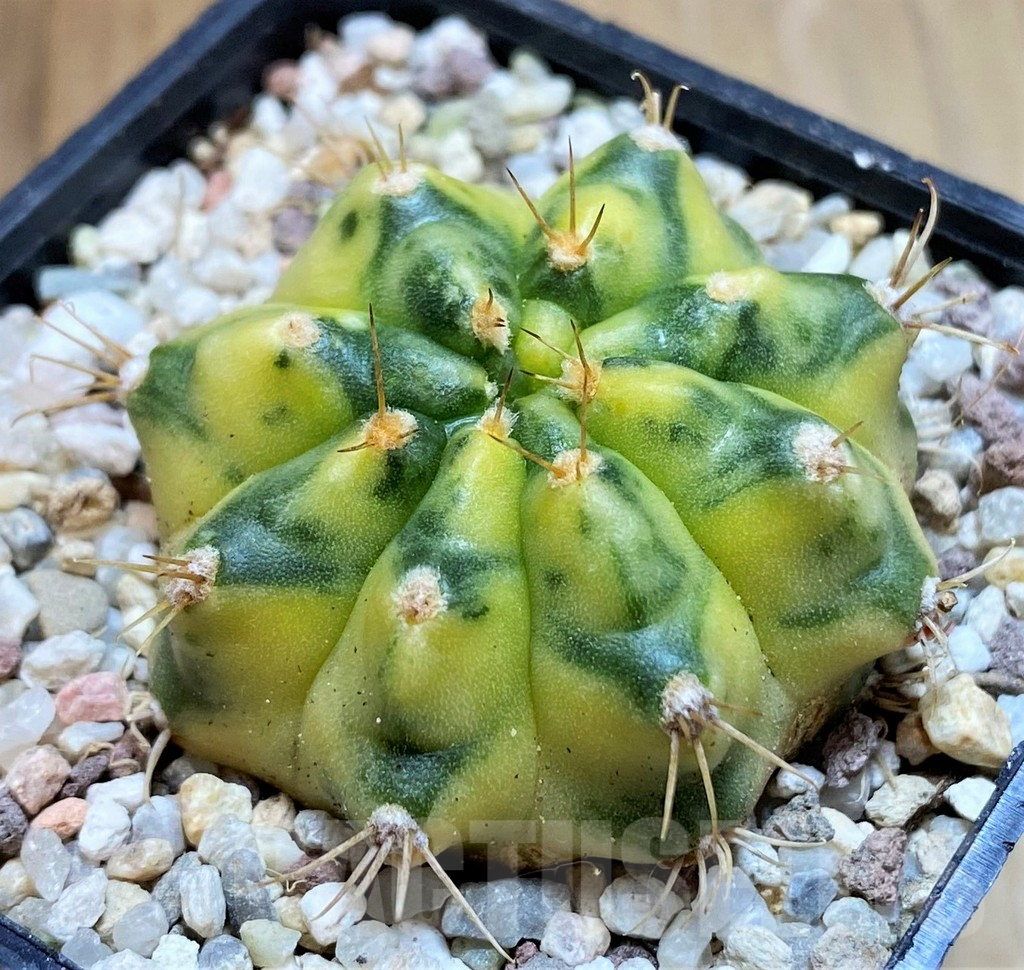 SH8844 Gymnocalycium mihanovichii 'Moon Light'