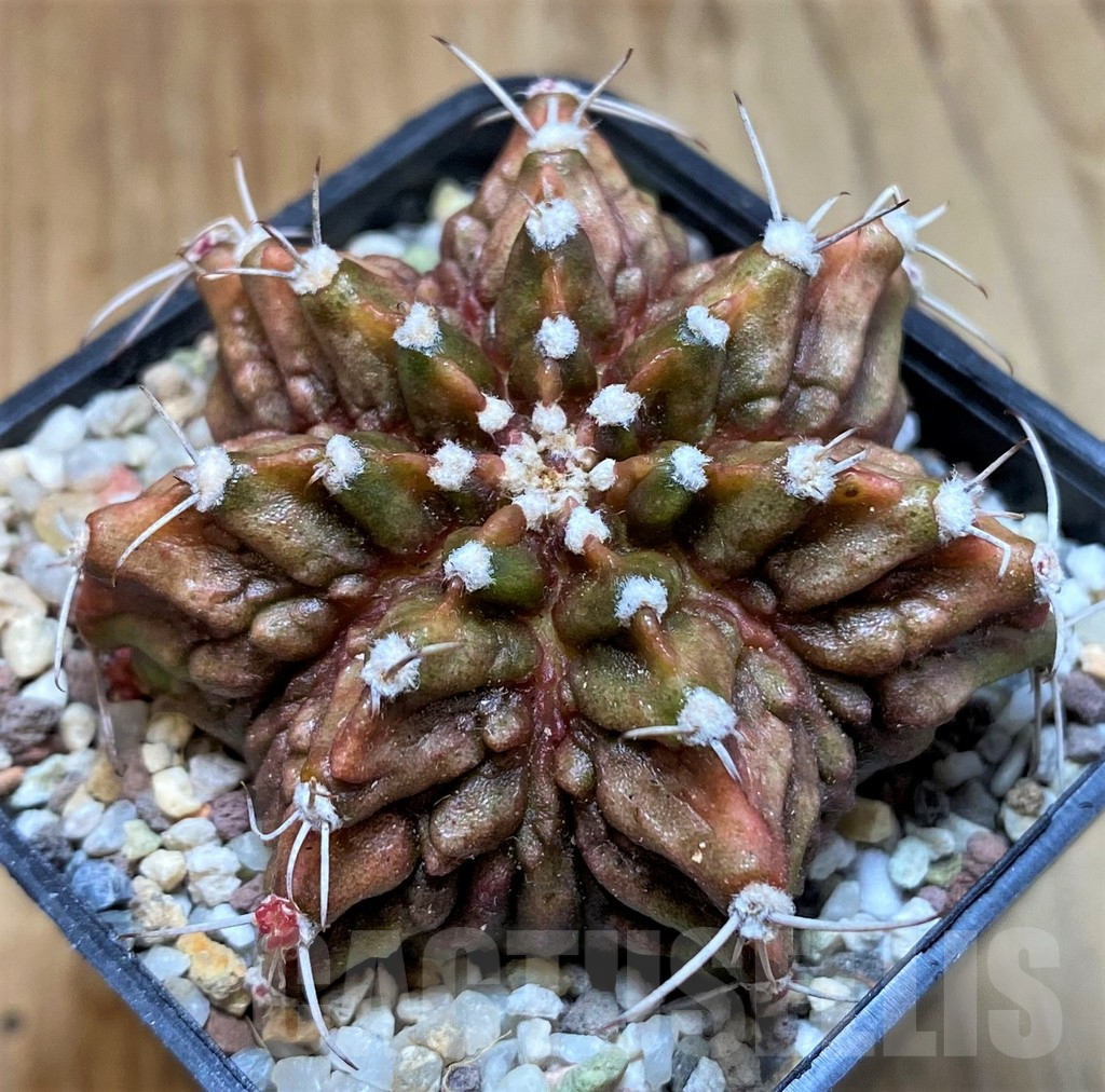 SH8847 Gymnocalycium mihanovichii T-Rex - Image 2