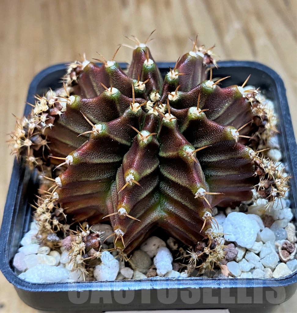 SH8848 Gymnocalycium mihanovichii 'Silamanee' - Image 2