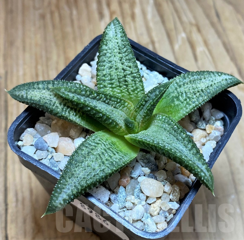 SH8986 Haworthia koelmaniorum 'Mega' x 'Silver Tarantula' - Image 2