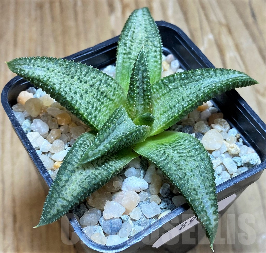 SH8986 Haworthia koelmaniorum 'Mega' x 'Silver Tarantula'