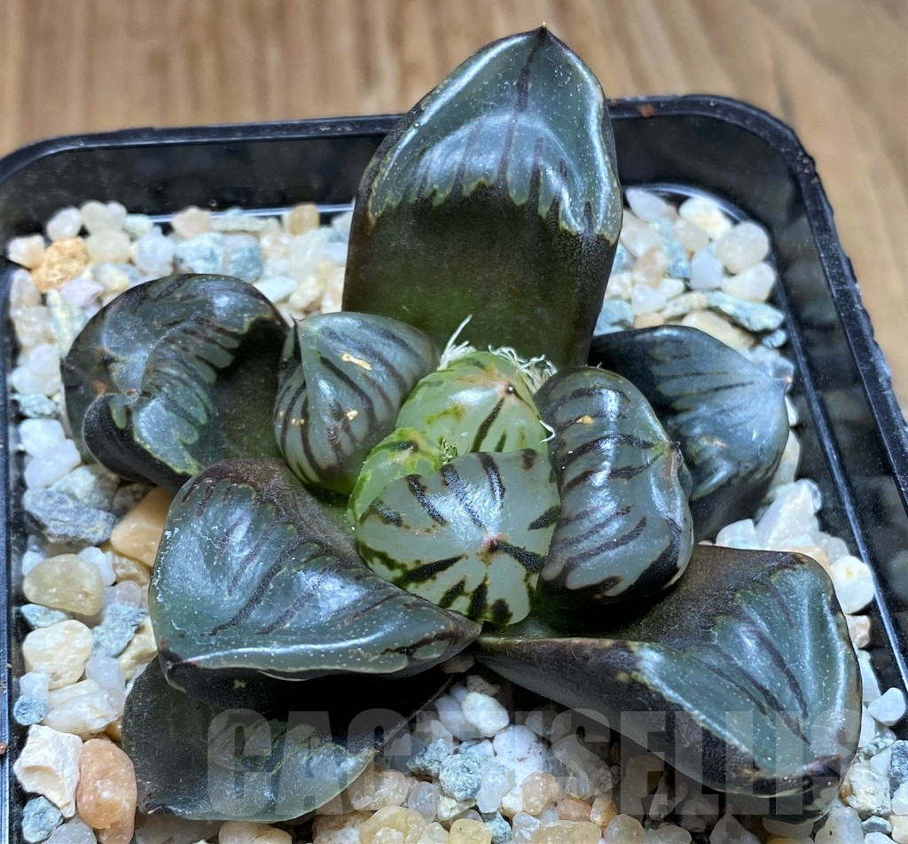 SH8994 Haworthia comptoniana mutant KA2, seedling - Image 2