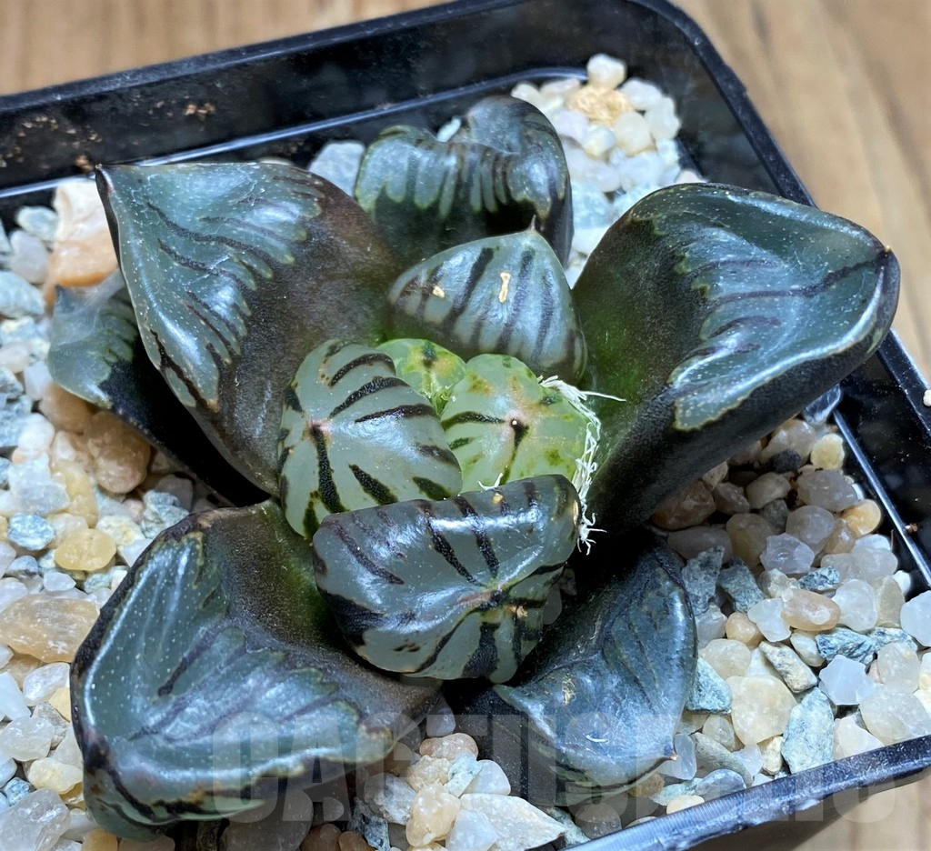 SH8994 Haworthia comptoniana mutant KA2, seedling