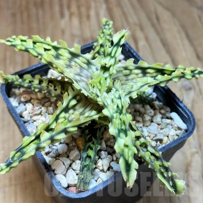 SH9002 Aloe TCT hybrid