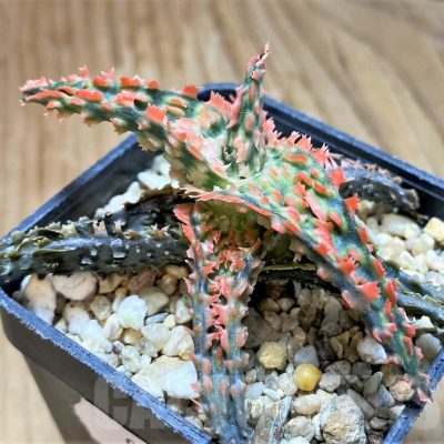 SH9003 Aloe TCT hybrid