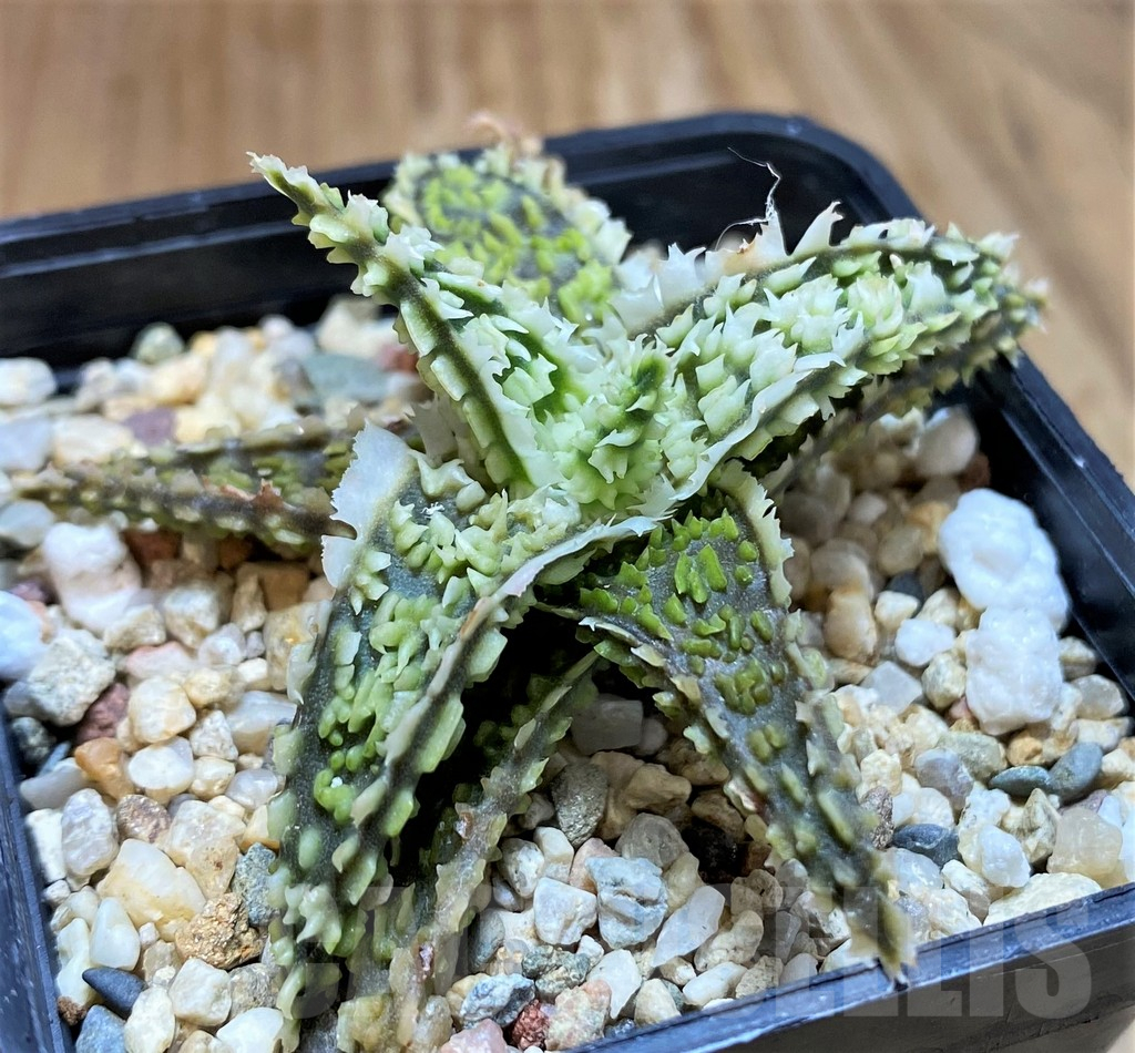 SH9004 Aloe TCT hybrid - Image 2