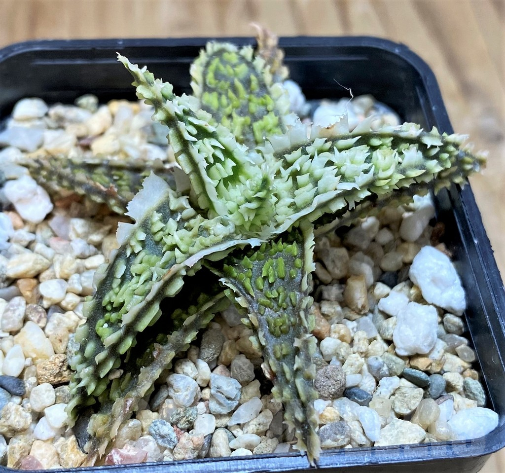 SH9004 Aloe TCT hybrid