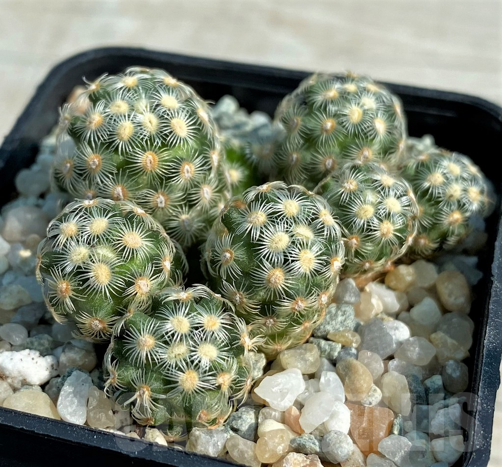 SH9007 Mammillaria saboae v. haudeana