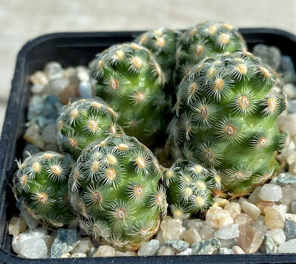 SH9007 Mammillaria saboae v. haudeana - Image 2