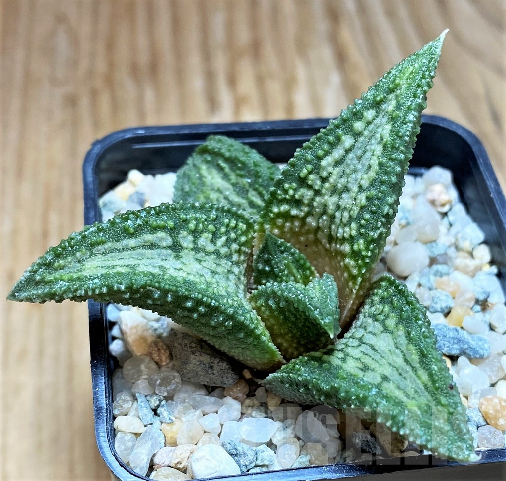 SH8965 Haworthia koelmaniorum 'Murasakikintai' - Image 2