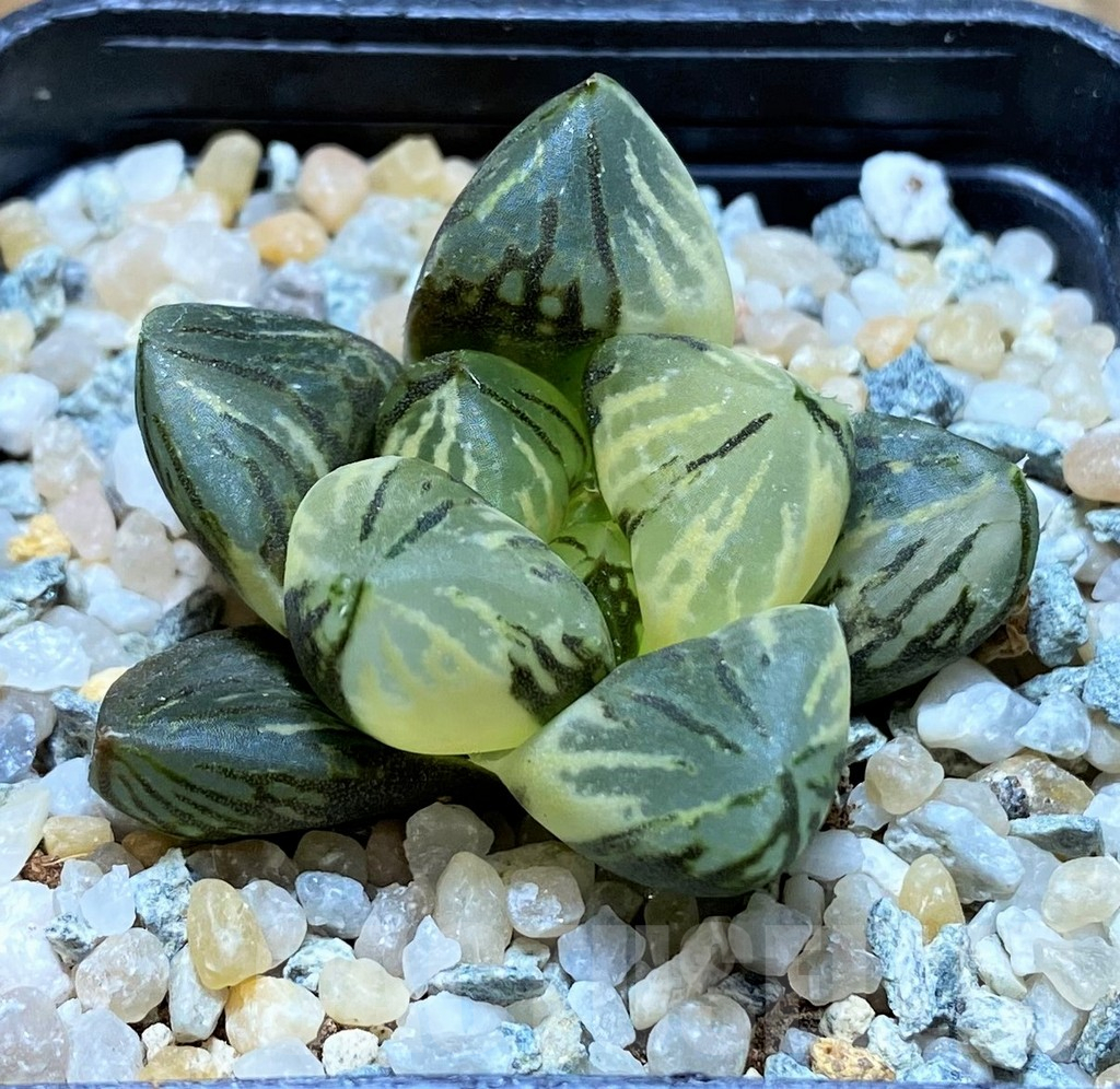 SH8980 Haworthia 'Red Flame' f. variegata - Image 2