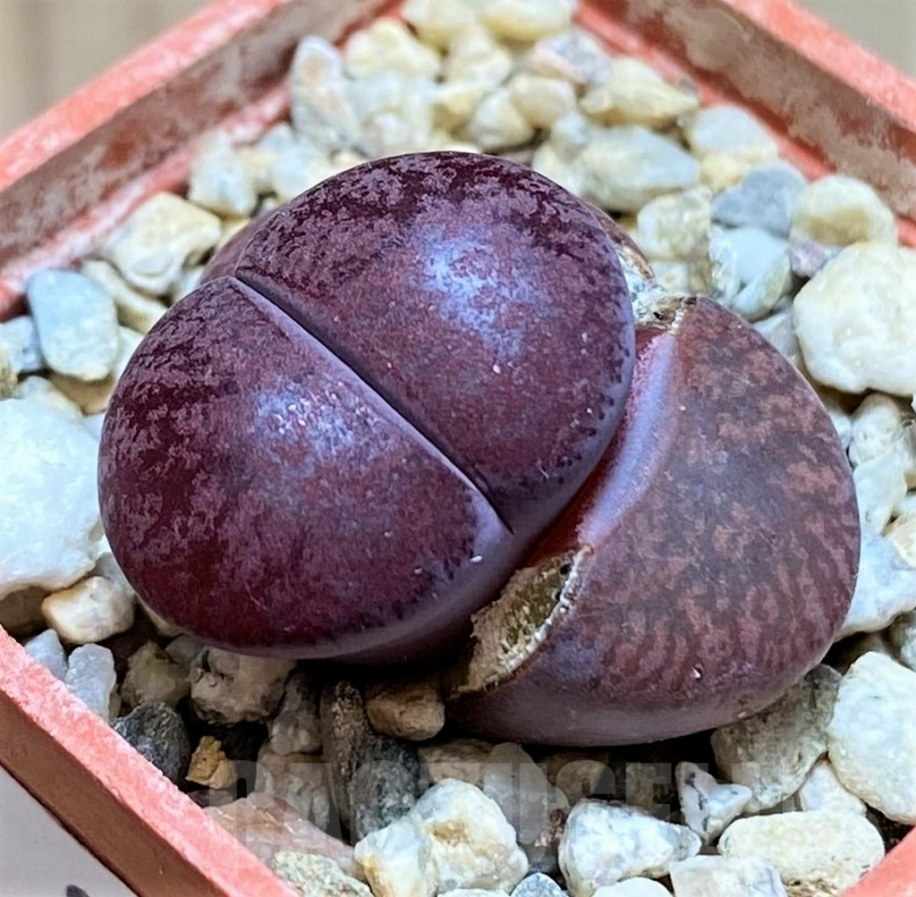 SH9080 Lithops lesliei 'Fred's Redhead'