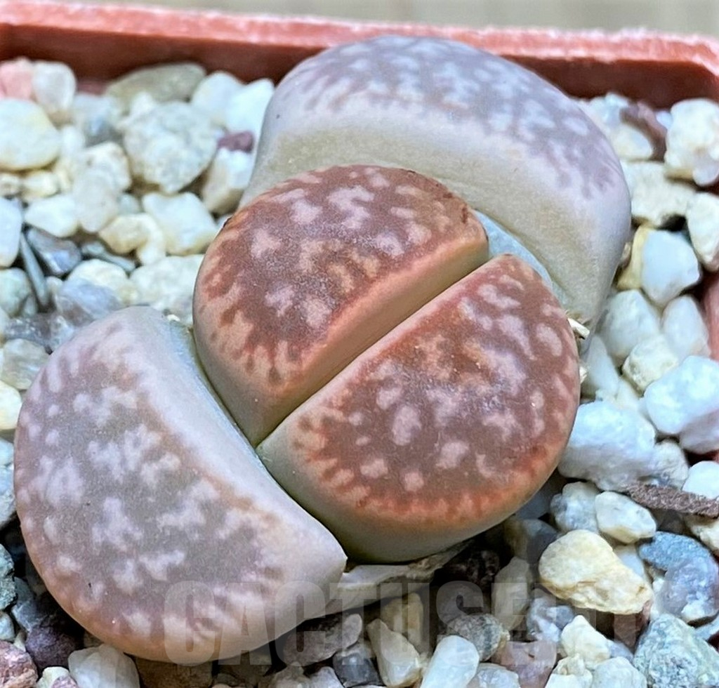 SH9086 Lithops gesinae ‘Orang’