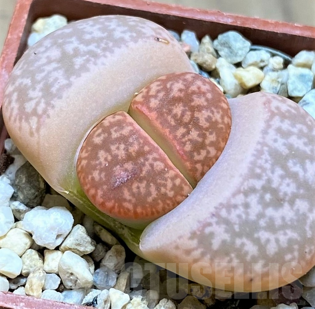 SH9087 Lithops gesinae ‘Orang’