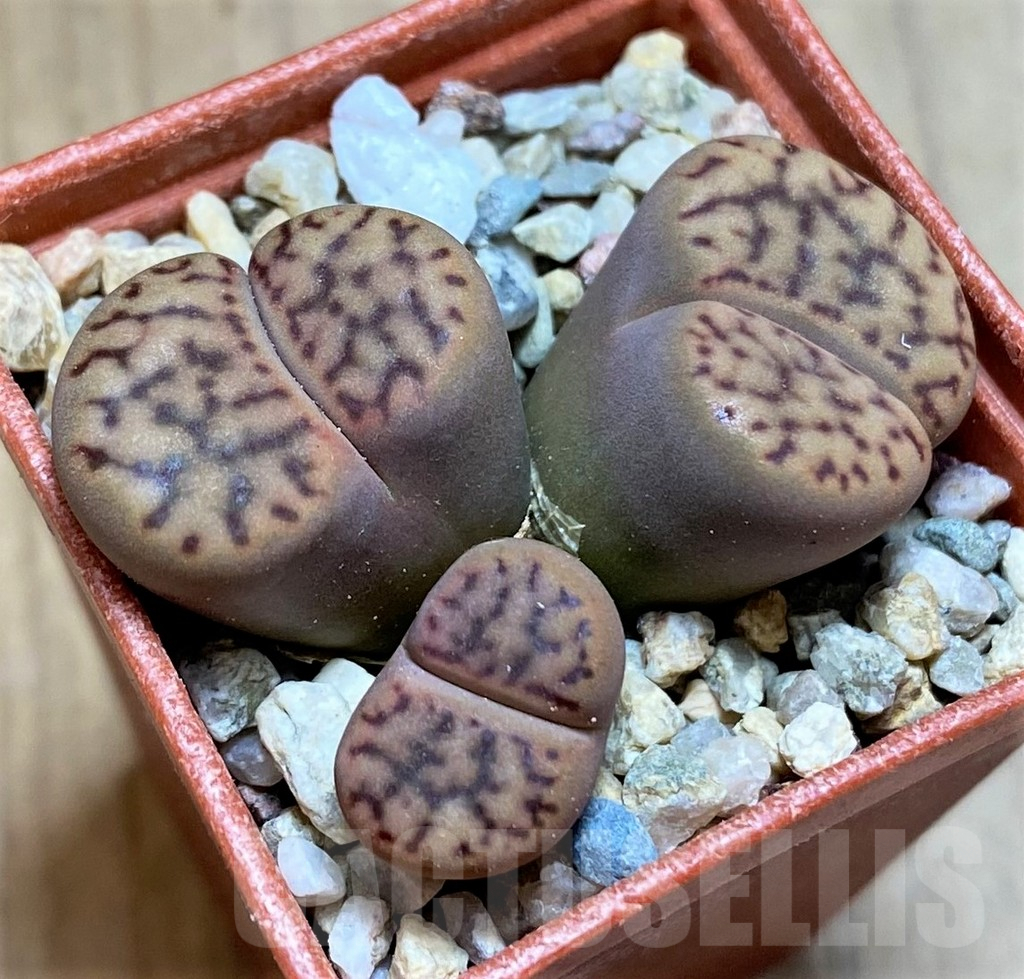 SH9098 Lithops bromfieldii