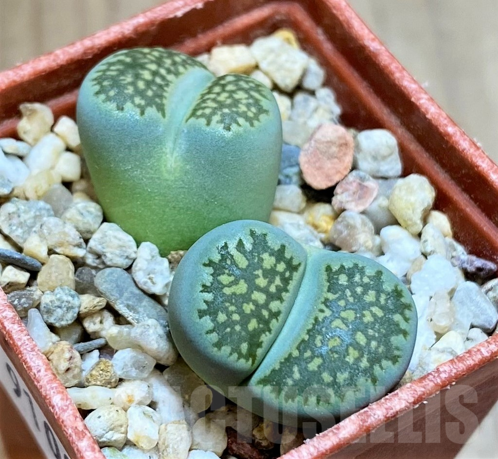 SH9100 Lithops salicola