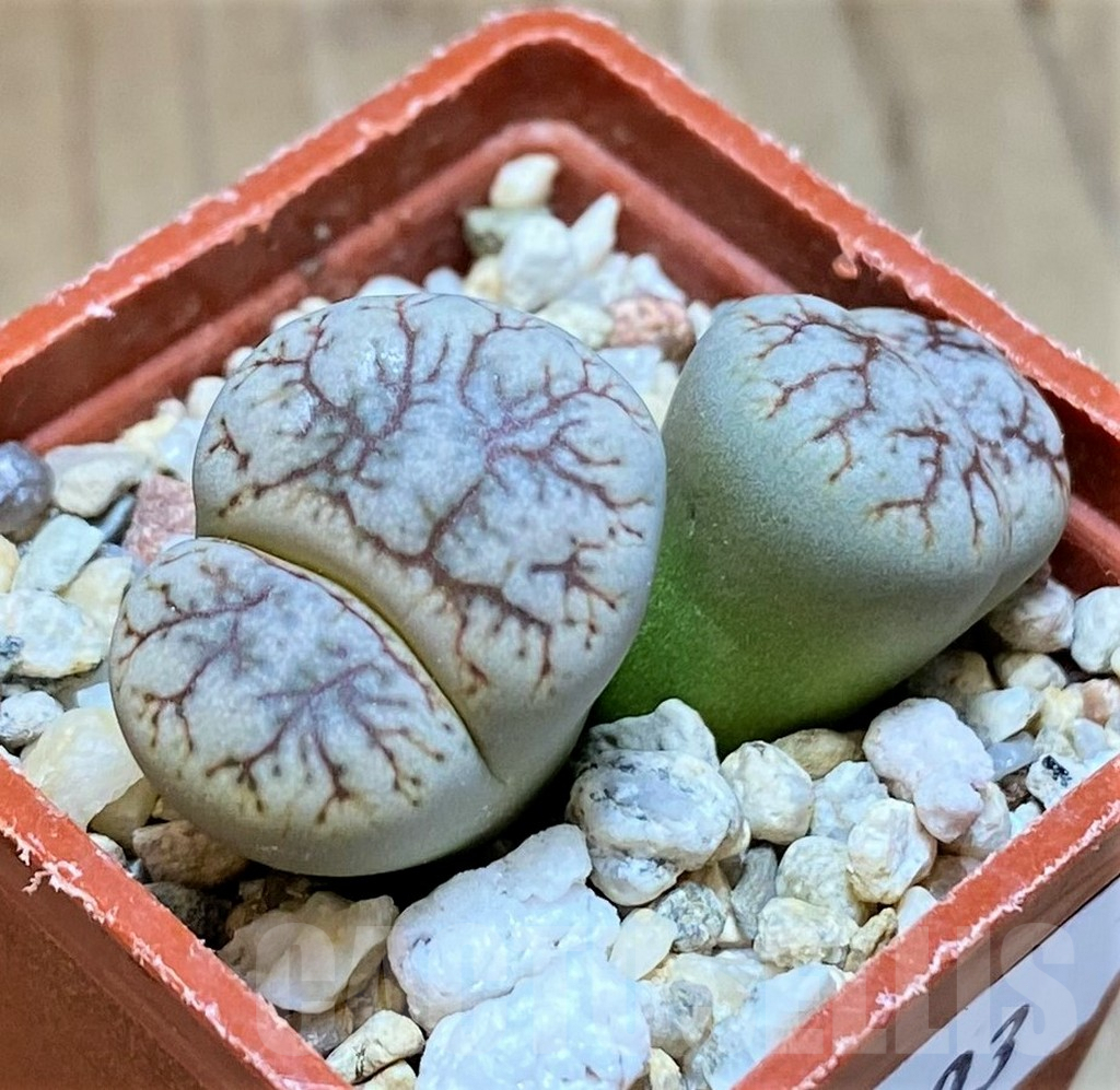 SH9103 Lithops werneri C188