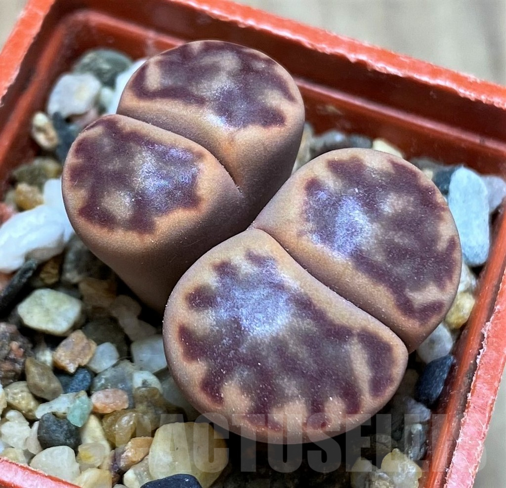 SH9077 Lithops bromfieldii C40