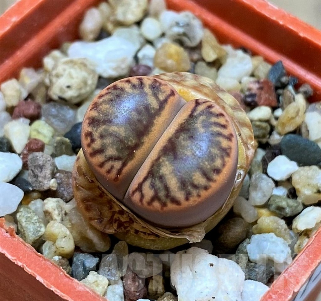 SH9113 Lithops bromfieldii 'Red Coral'