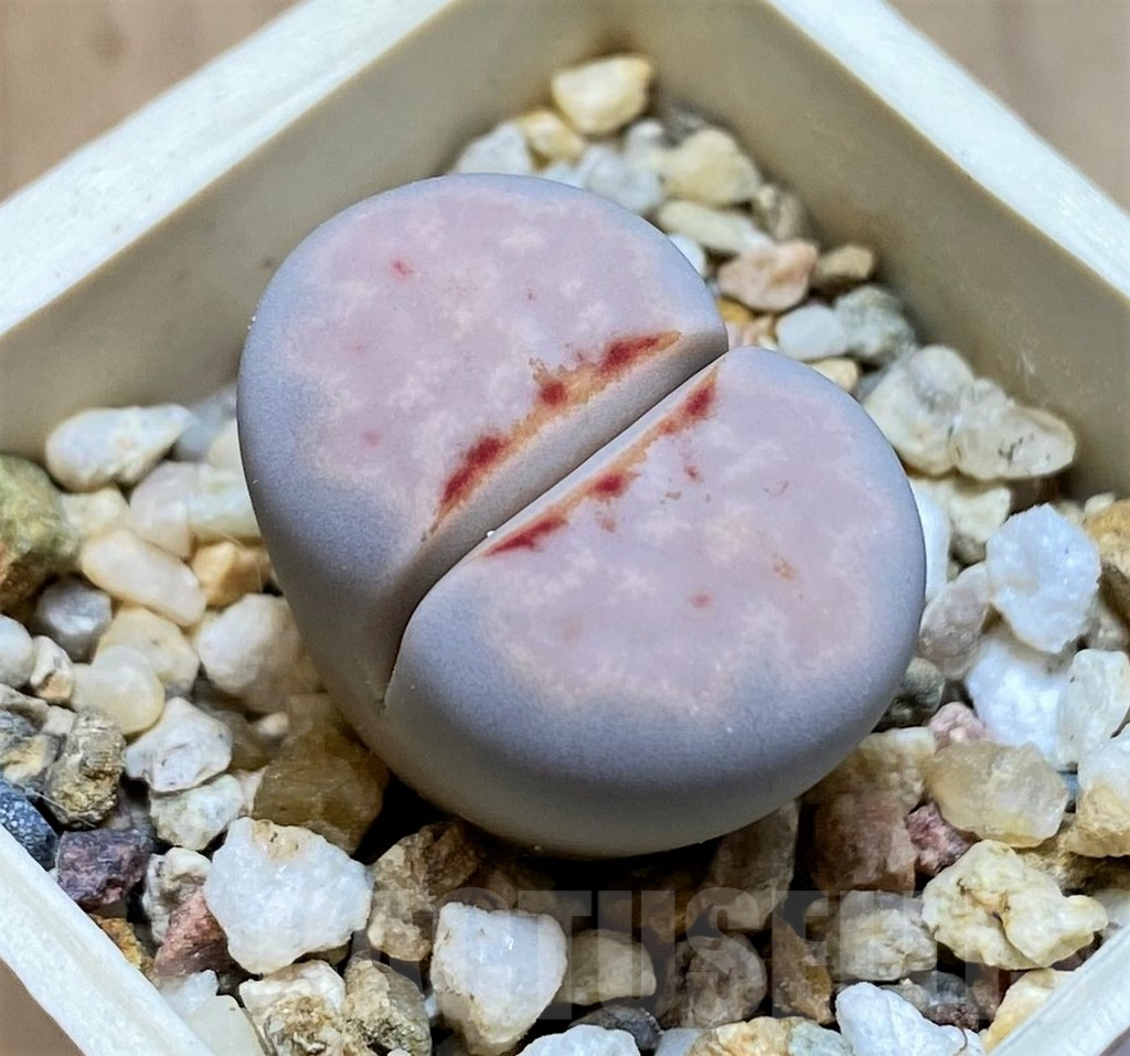 SH9114 Lithops julii ‘Hot Lips’