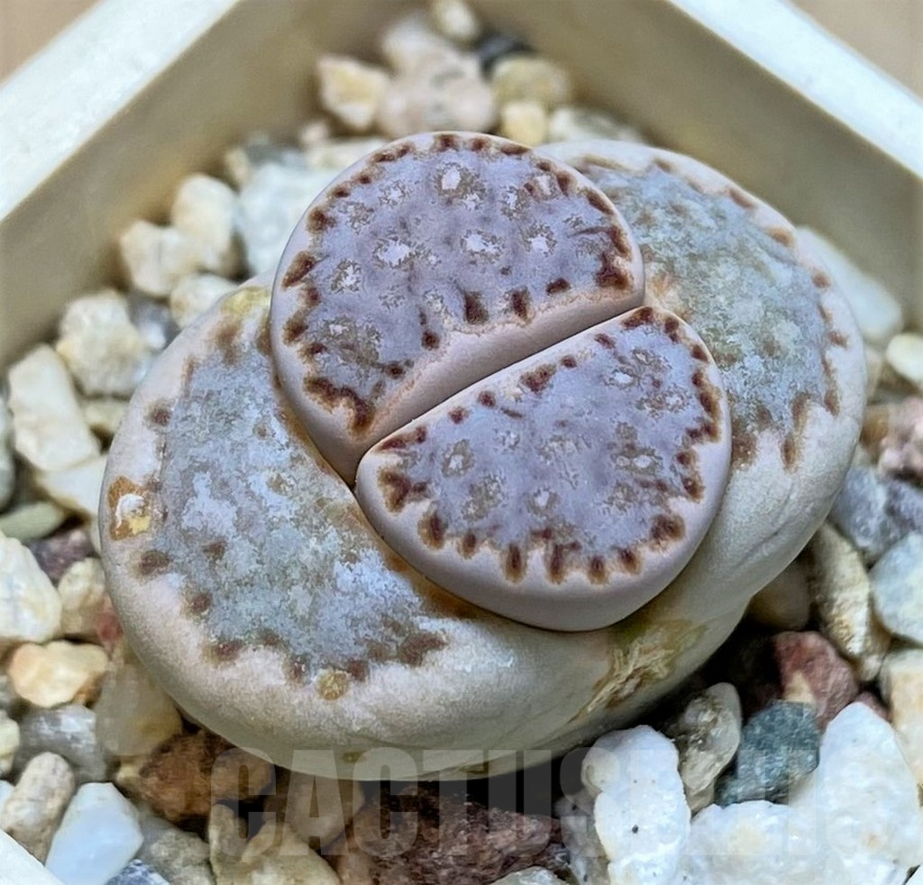 SH9115 Lithops julii ssp. julii C297