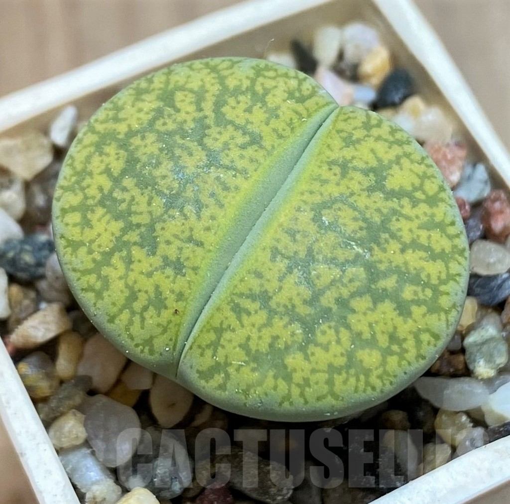 SH9118 Lithops lesliei aff. 'Fred's Redhead' x albinica