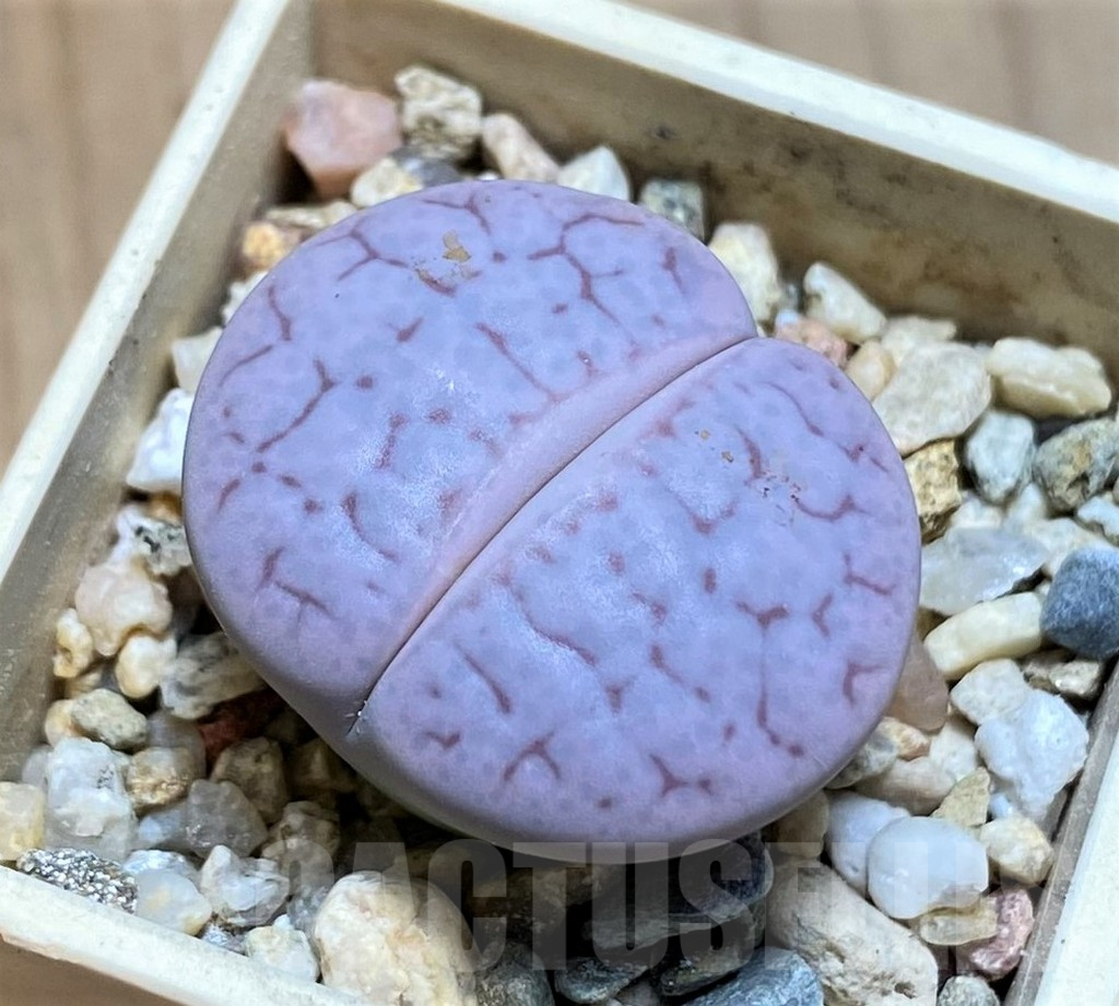 SH9119 Lithops pseudotruncatella v. volkii