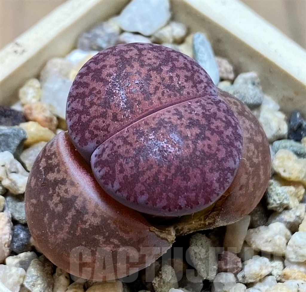 SH9078 Lithops lesliei 'Fred's Redhead'