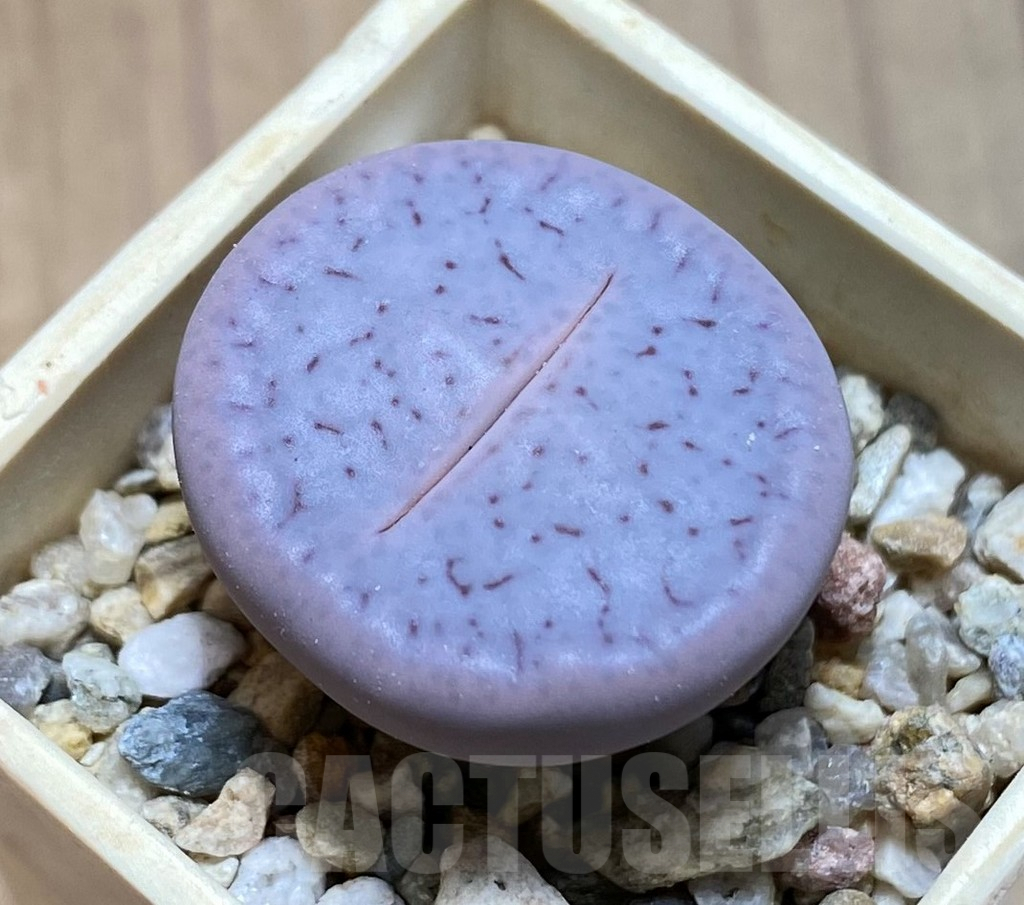 SH9120 Lithops pseudotruncatella v. volkii