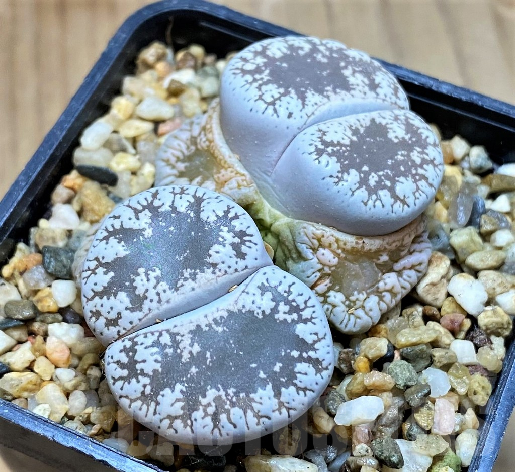 SH9123 Lithops lesliei v. venteri