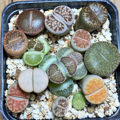 SH9140 Lithops mix
