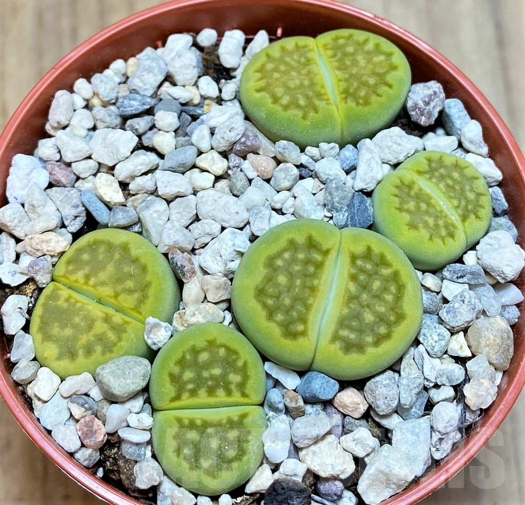 SH9142 Lithops hallii v. ochracea ‘Green Soapstone’