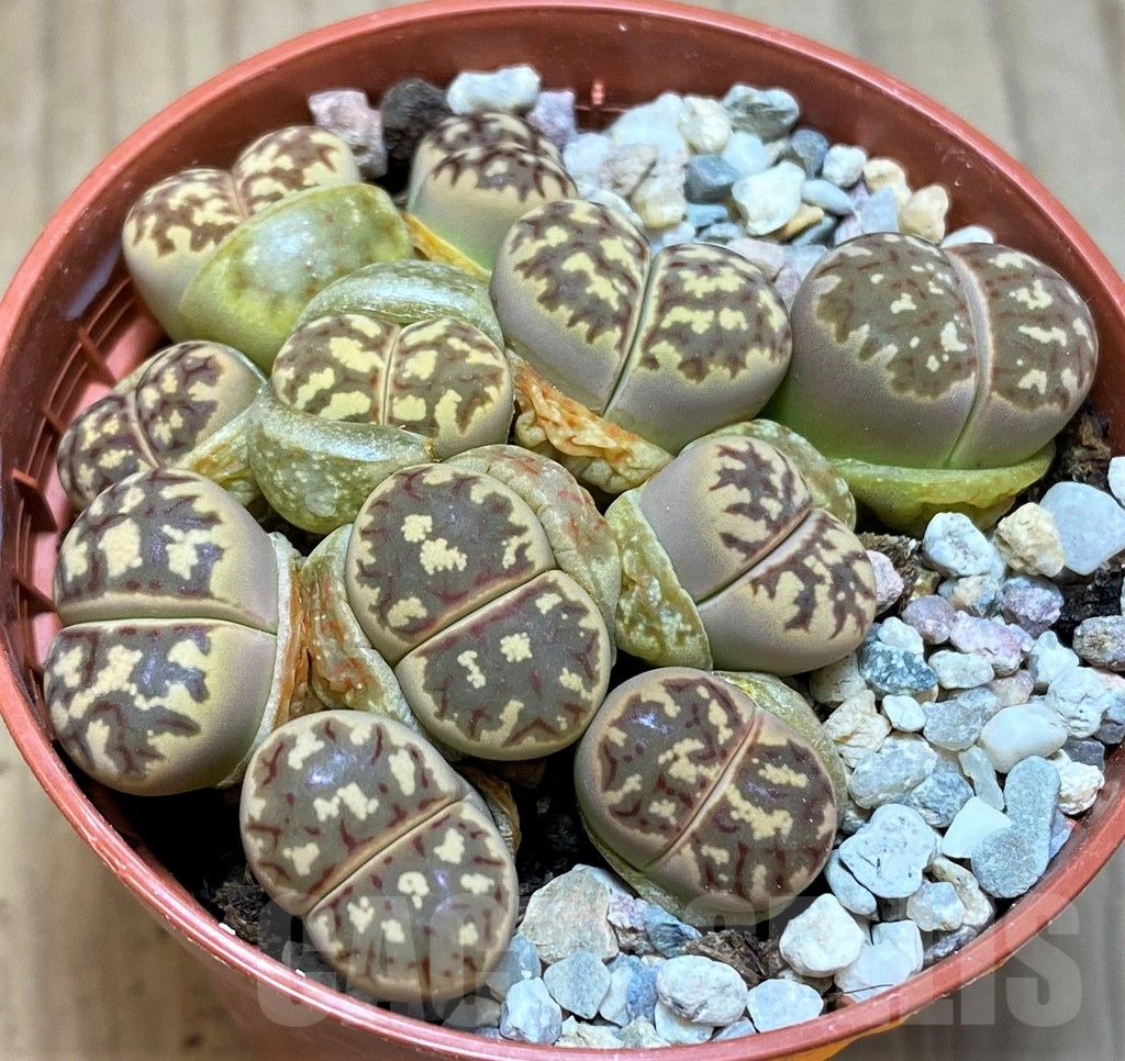 SH9143 Lithops dorotheae mix