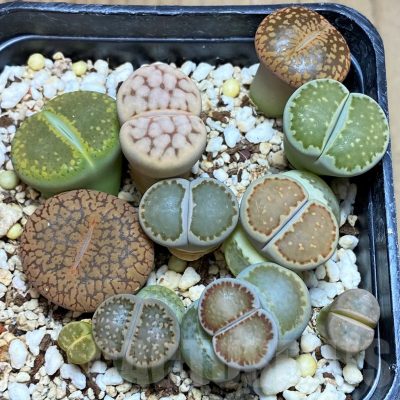 SH9136 Lithops mix