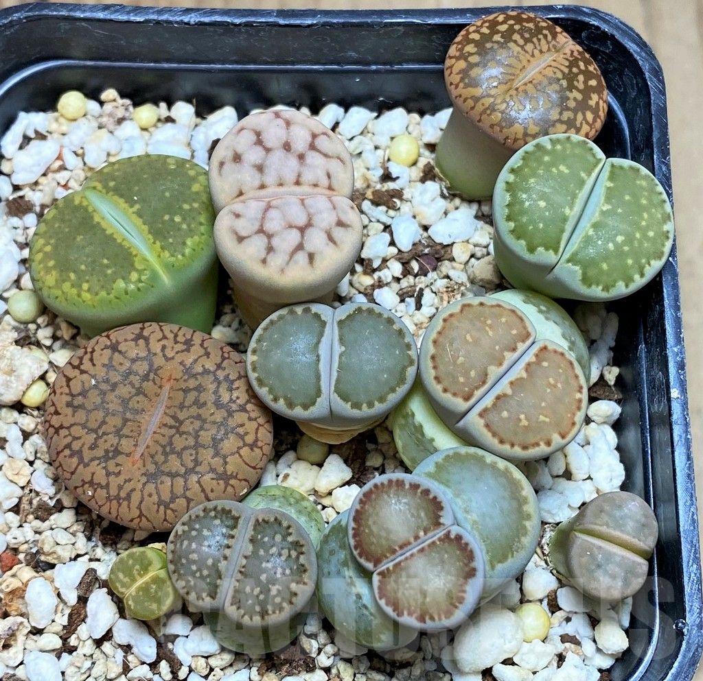 SH9136 Lithops mix