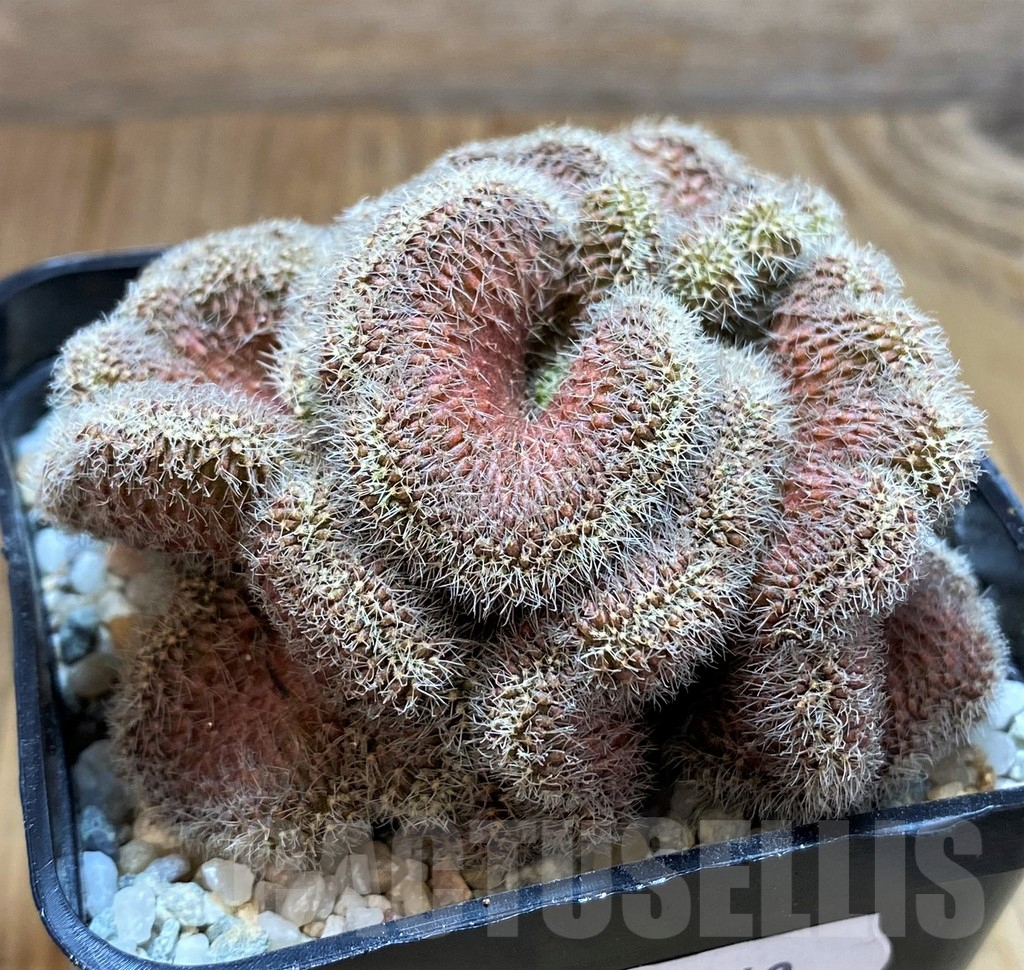 SH9243 Setiechinopsis mirabilis f. cristata - Image 2