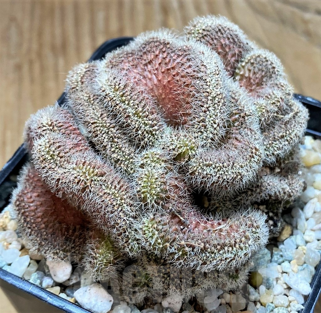 SH9243 Setiechinopsis mirabilis f. cristata