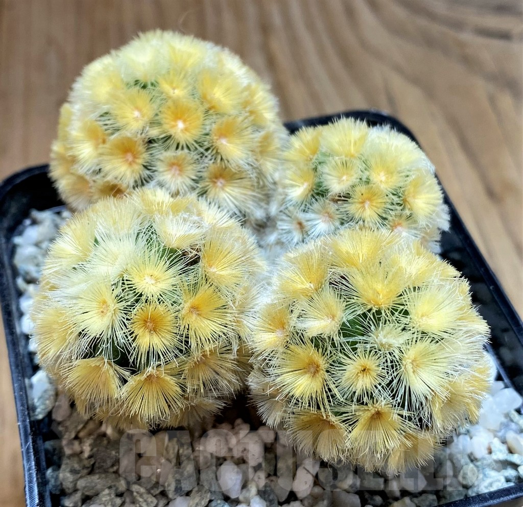 SH9246 Mammillaria carmenae ‘Buddha’