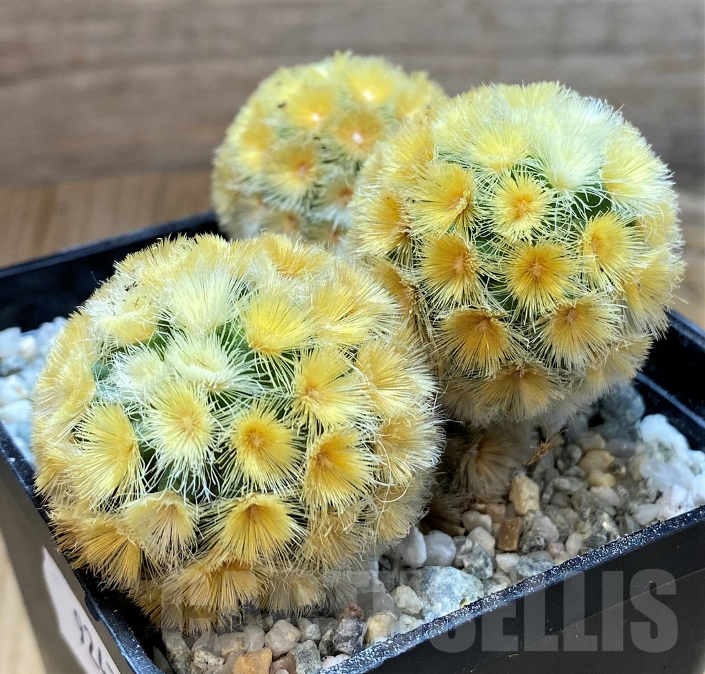 SH9247 Mammillaria carmenae ‘Buddha’
