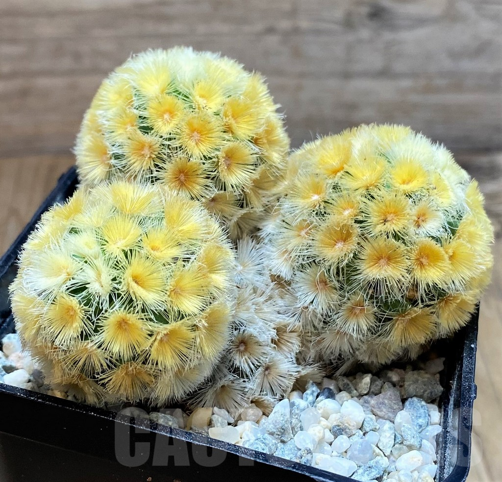 SH9247 Mammillaria carmenae ‘Buddha’ - Image 2