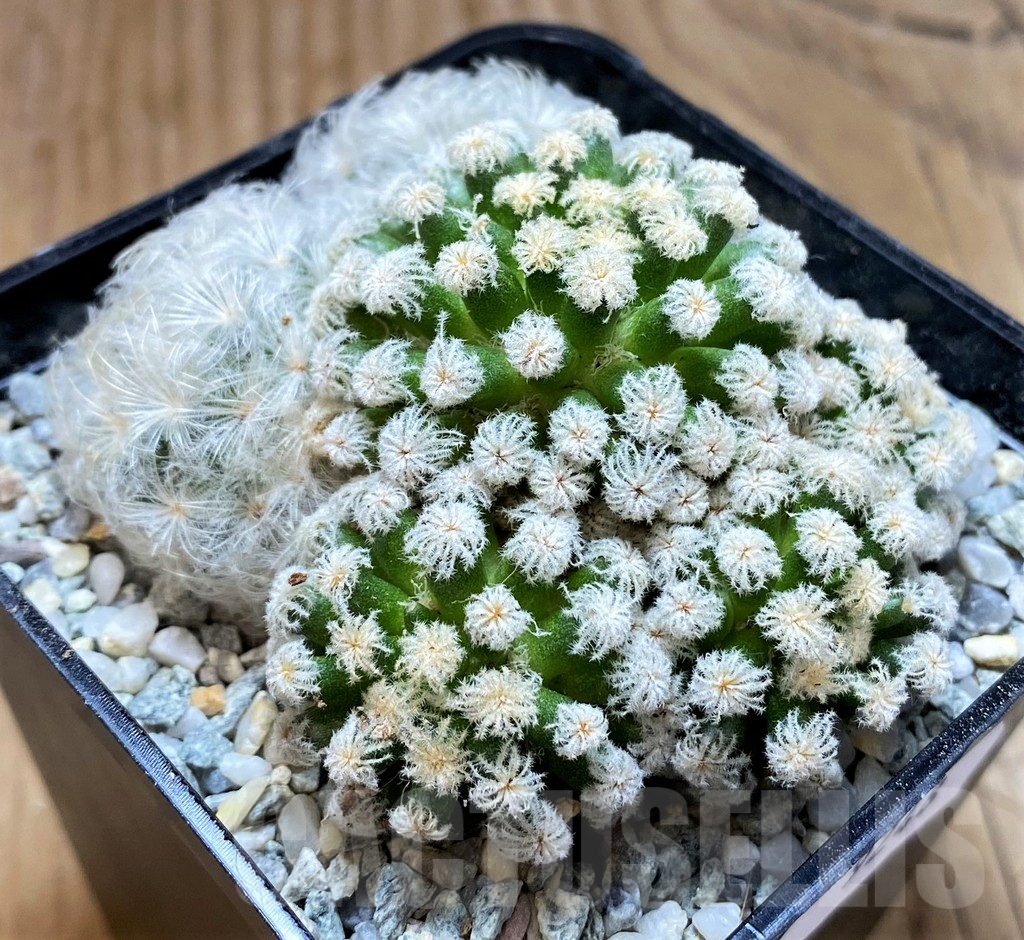 SH9248 Mammillaria plumosa ‘Snow’